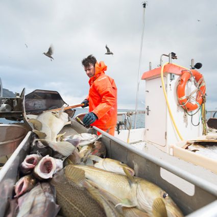 Fisherman working on boat with fresh fish in foreground
