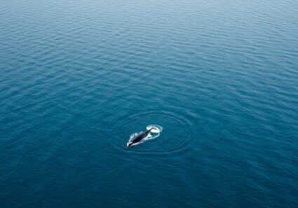 Whale surfacing in calm blue ocean waters