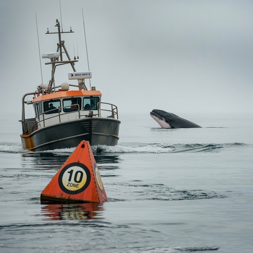 Fishing boat passing buoy with whale surfacing nearby